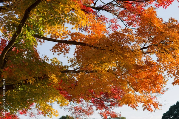 Obraz グラデーション