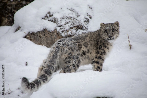 Fototapeta Snow Leopard Cub