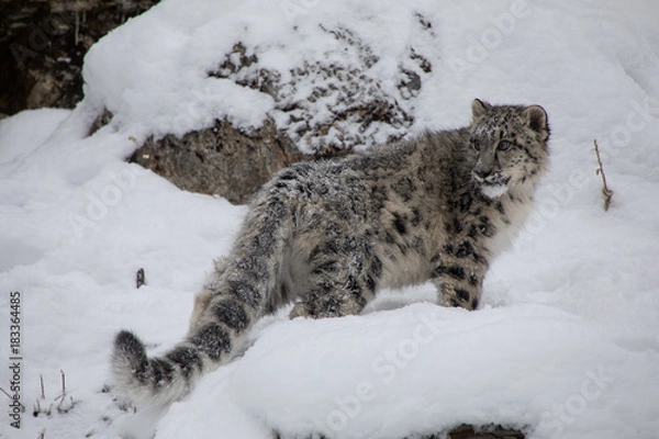 Fototapeta Snow Leopard Cub