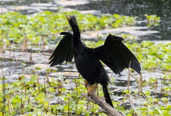 Fototapeta An Anhinga Perched on a Stump with Outstretched Wings in a Pond Filled with Water Hyacinth