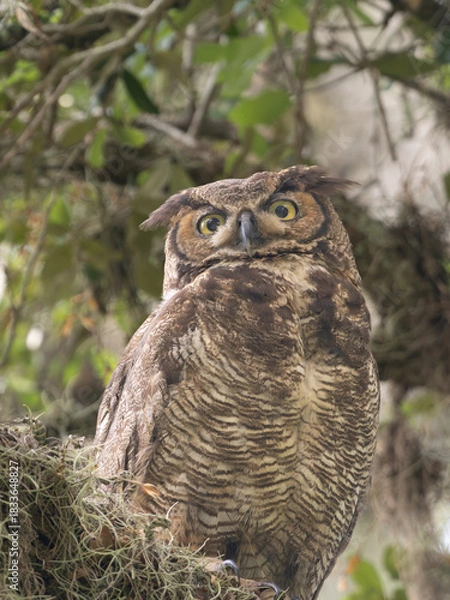 Fototapeta Close Up of an Alert Adult Great Horned Owl Perched on a Branch