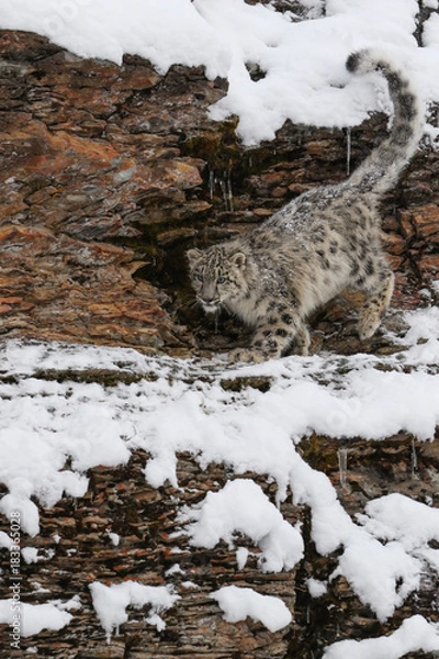 Fototapeta Snow Leopard Cub