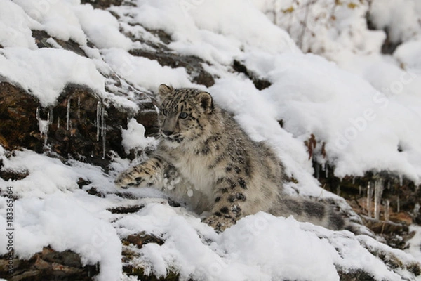 Fototapeta Snow Leopard Cub