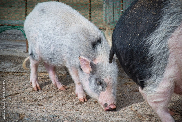 Obraz 観光牧場にいたブタさんたち