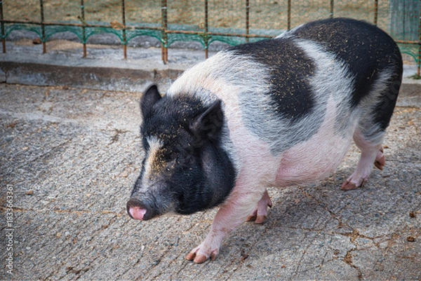 Obraz 観光牧場にいたブタさんたち