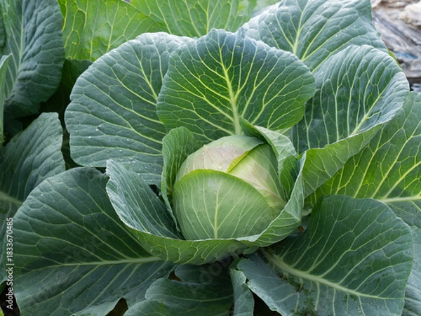 Obraz 冬の畑のキャベツ