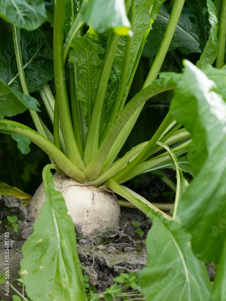 Obraz 冬の畑のスグキ菜