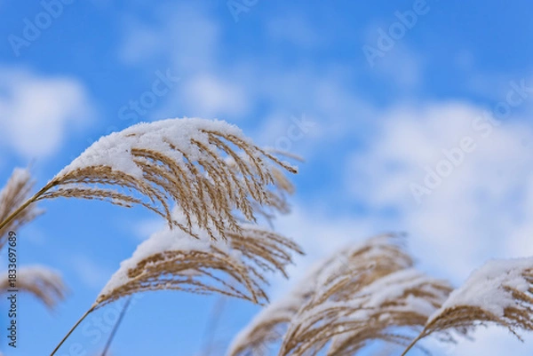 Obraz ススキの穂に雪が積もる