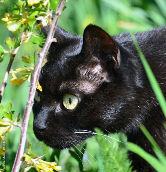 Obraz Black domestic cat hunting in the grass