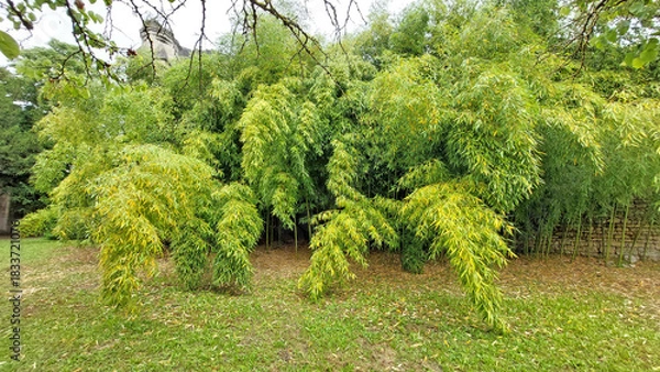 Obraz Bosquet de bambous géants. Certains plient sous le poids de leur feuillage.