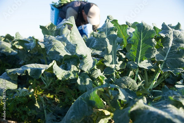 Obraz ブロッコリーを収穫する農家