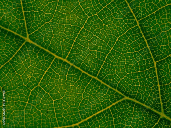 Fototapeta MACRO LEAF