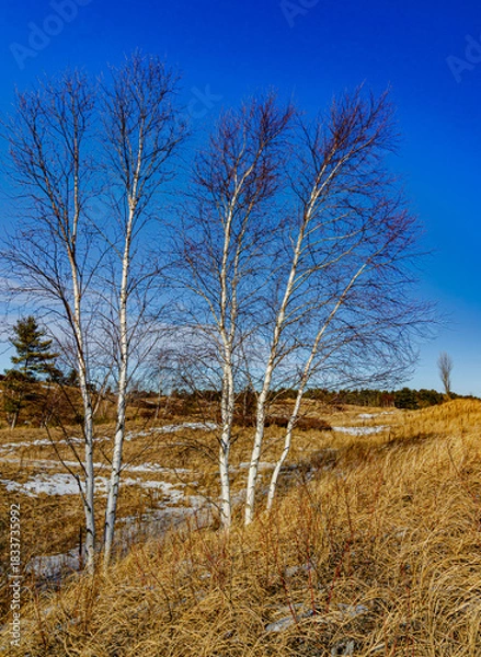 Obraz 557-69 Birch Blue