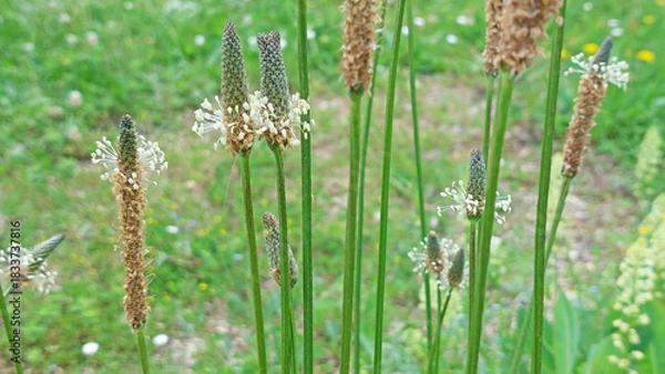 Obraz Plantain, plante herbacée.