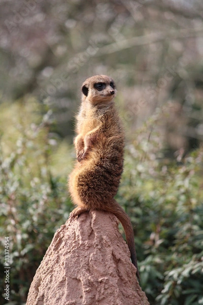 Fototapeta Ein Erdmännchen-Leben
