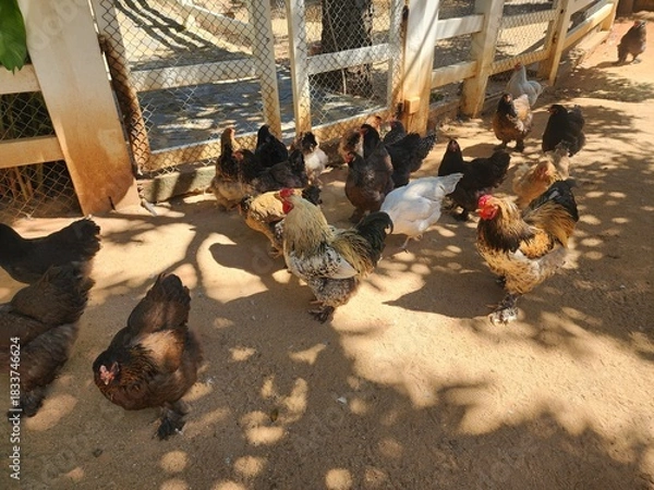 Obraz Free Range Chickens Roaming in a Sunny Farm Coop