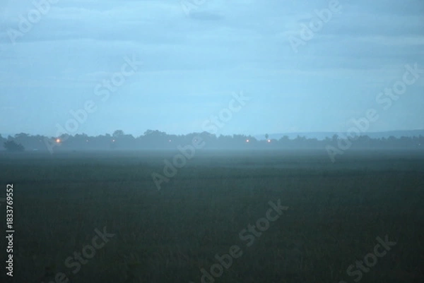Obraz Hazy rainy rice field with mist