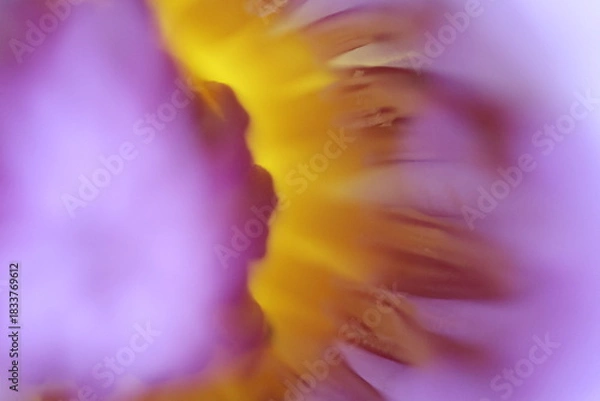 Obraz Close-up of a purple lotus flower, partially in focus.