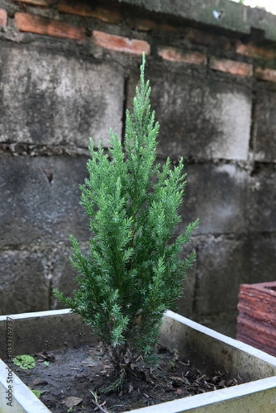 Obraz Small pine tree in a pot
