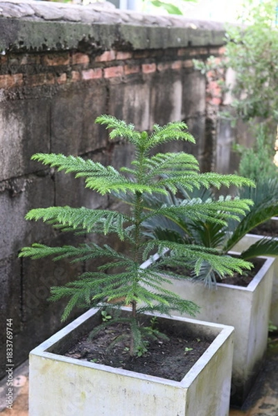 Fototapeta Small pine tree in a pot