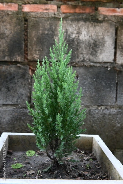 Fototapeta Small pine tree in a pot