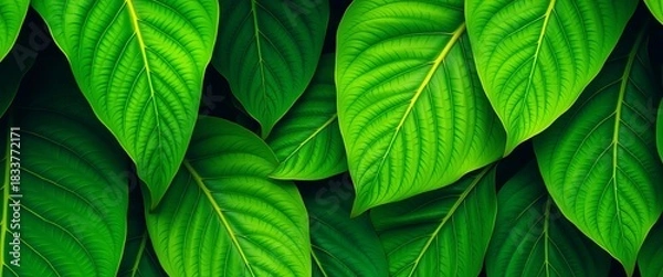 Obraz Large vibrant green tropical leaves with intricate veins, arranged in a repeating pattern, repeat, vacation