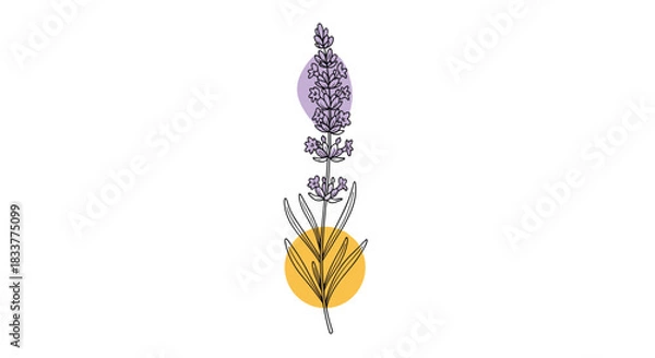 Fototapeta Minimalist line art illustration of a lavender sprig with abstract purple and yellow watercolor spots creating a modern design.