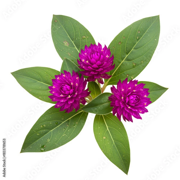 Fototapeta Three Globe Amaranth Flowers Blossom with Green Leaves on Black Background