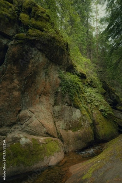 Obraz Moss covered rock formations in a lush forest stream