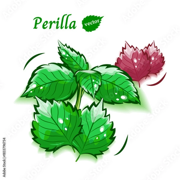 Obraz 大葉(青しそと赤しそ)のポップなベクターイラスト素材｜新鮮野菜