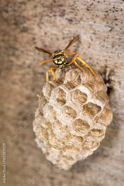 Fototapeta Close up of a paper wasp queen guarding her nest
