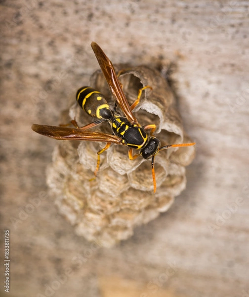 Fototapeta Close up of a paper wasp queen guarding her nest