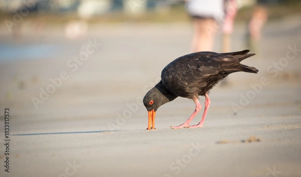 Fototapeta closeup of variable oystercatcher isolated against out of focus beach scene