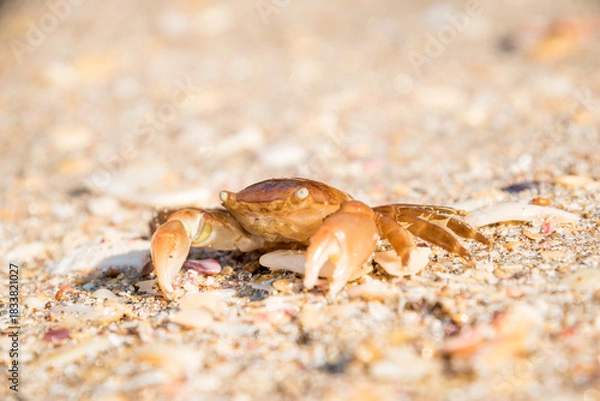 Fototapeta 
close up of paddle crab on sandy beach
