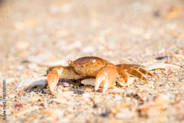 Fototapeta 
close up of paddle crab on sandy beach