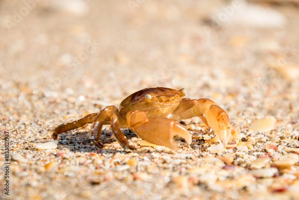 Fototapeta 
close up of paddle crab on sandy beach