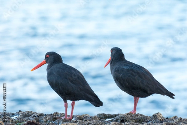 Fototapeta closeup of variable oystercatcher isolated against out of focus beach scene