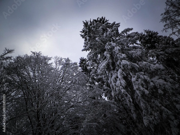 Fototapeta Winter in forest. Snow on trees.