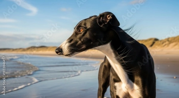 Obraz Sleek greyhound dog standing or running, showing slim body, elegant form, and smooth short coat.