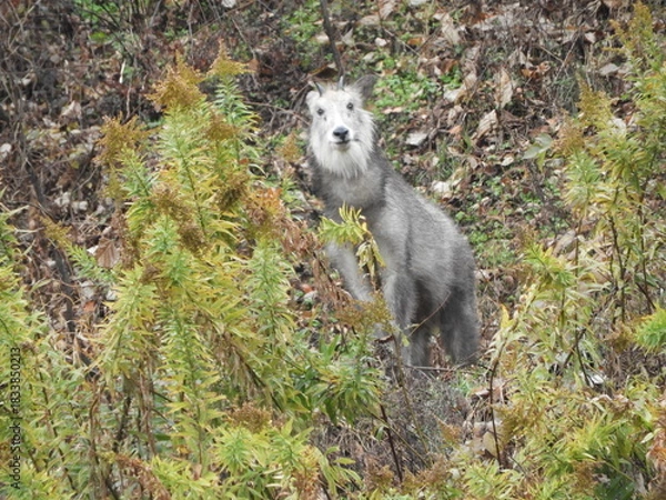 Obraz ニホンカモシカ