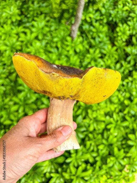 Obraz Holding a Boletus Mushroom