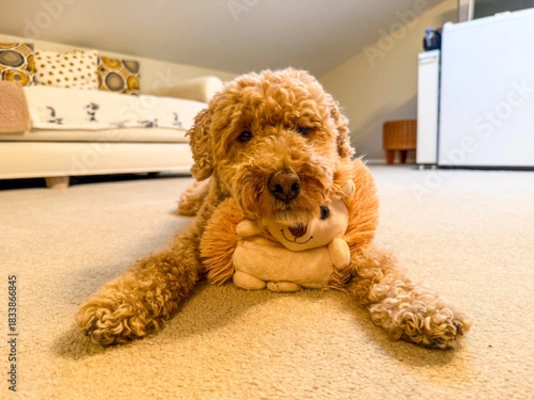 Obraz Goldendoodle with Toy