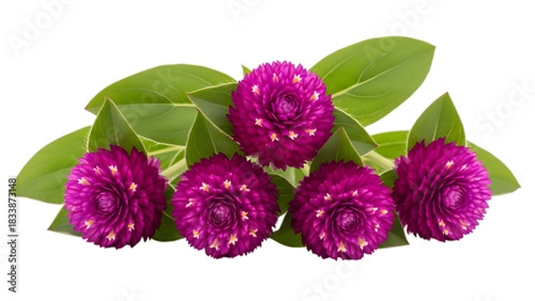 Fototapeta Globe amaranth flowers and leaves isolated on transparent background