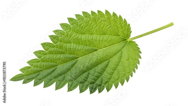 Fototapeta Green nettle leaf close up isolated on transparent background