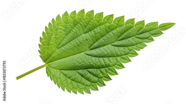 Fototapeta Green nettle leaf detailed macro isolated on transparent background
