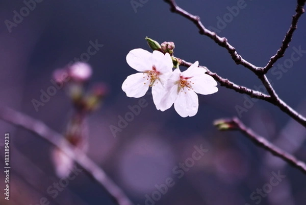 Obraz 雨に濡れた桜