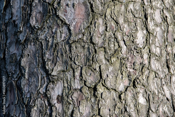 Fototapeta Focus sur l'écorce d'un pin verdi, format horizontal