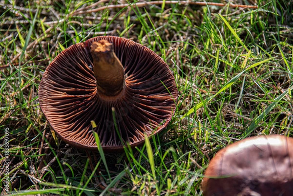 Fototapeta Vue sur les lamelles d'un champignon sauvage retourné dans l'herbe, format horizontal