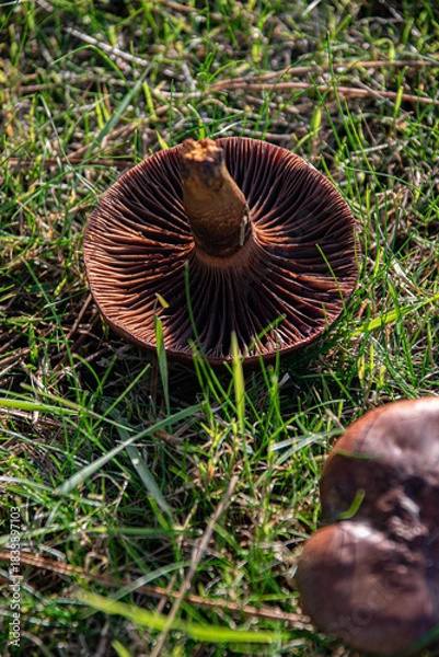Fototapeta Vue sur les lamelles d'un champignon sauvage retourné dans l'herbe, format vertical