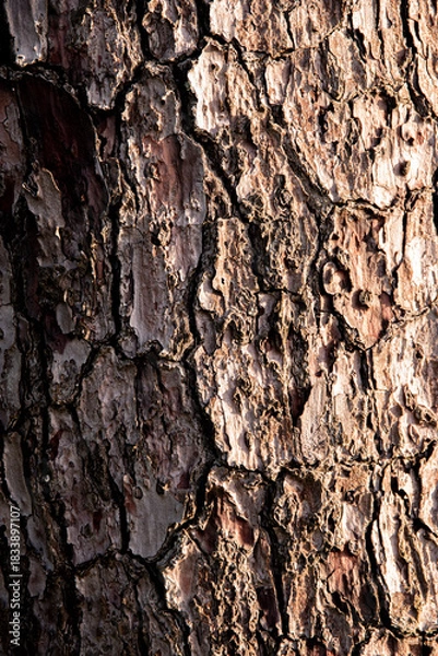 Fototapeta Focus sur l'écorce d'un pin à la lumière du soir, format vertical